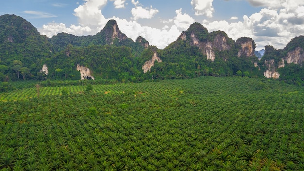 Paesaggio di vista aerea della palma in Krabi Tailandia