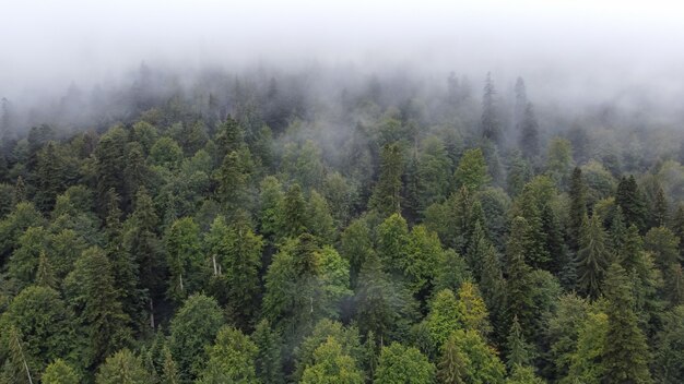 Paesaggio di vista aerea in natura, foresta e collina