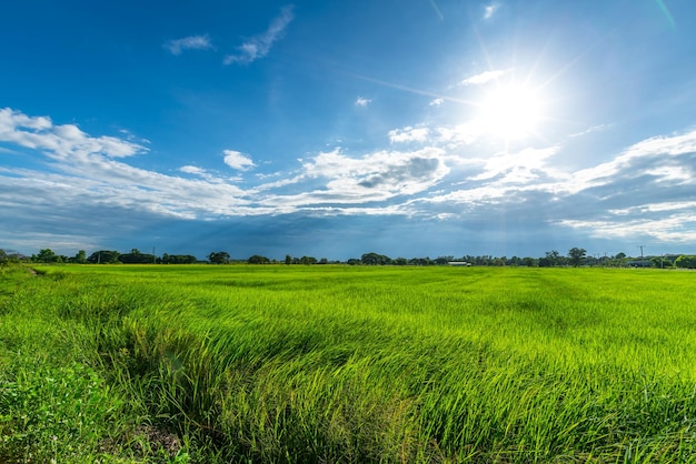 Paesaggio di vista panoramica del campo di riso erba verde con campo di mais o in Asia paese raccolto agricolo con soffici nuvole cielo blu sullo sfondo del giorno