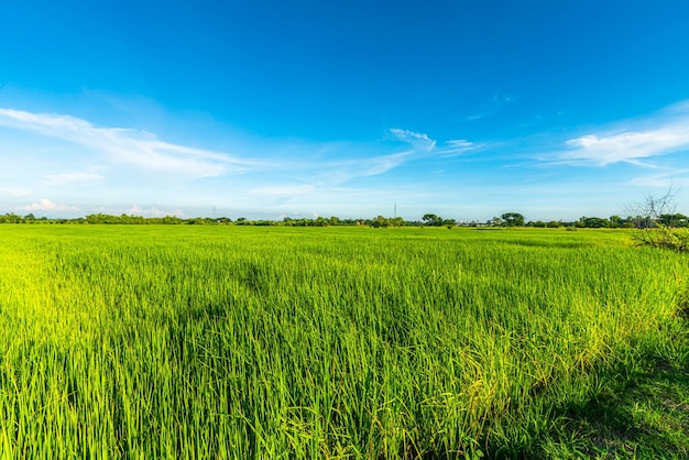 Paesaggio di vista panoramica del campo di riso erba verde con campo di mais o in Asia paese raccolto agricolo con soffici nuvole cielo blu sullo sfondo del giorno