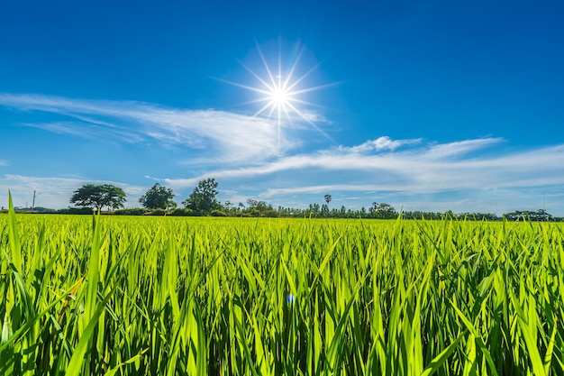 Paesaggio di vista panoramica del campo di riso erba verde con campo di mais o in Asia paese raccolto agricolo con soffici nuvole cielo blu sullo sfondo del giorno