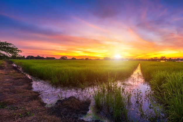 Paesaggio di vista panoramica del campo di riso erba verde con campo di mais o in Asia paese raccolto agricolo con soffici nuvole cielo blu tramonto sullo sfondo di sera