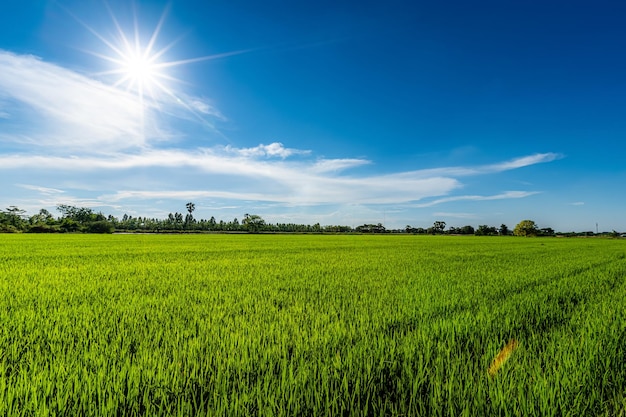 Paesaggio di vista scenica dell'erba verde del campo di riso con il campo di grano del campo o nel raccolto di agricoltura del paese dell'Asia con il fondo di luce del giorno del cielo blu delle nuvole lanuginose.