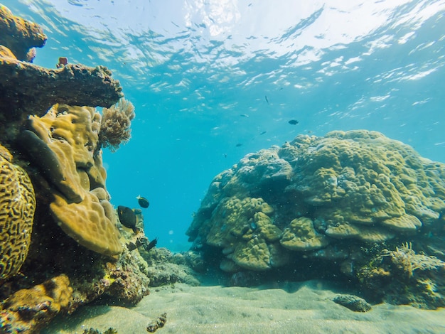 Paesaggio di vita sottomarina Banco di pesci nell'oceano della barriera corallina sott'acqua