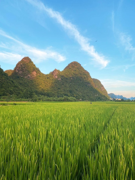 Paesaggio di yangshuo guilin Cina