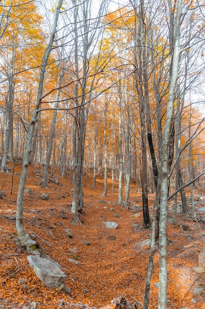 Paesaggio dorato della foresta autunnale sotto i caldi raggi del sole Paesaggio rurale