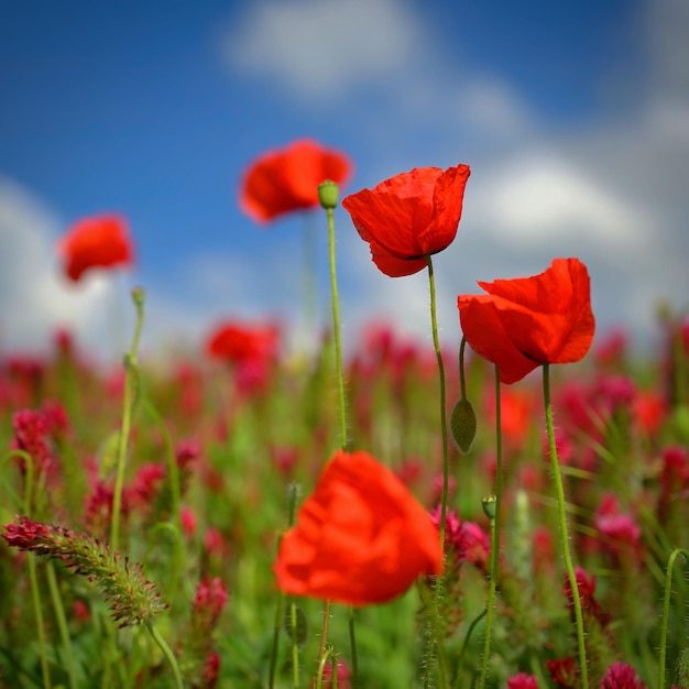 Paesaggio estivo Bellissimo campo fiorito con papaveri e trifogli Sfondo colorato natura con sole e cielo blu