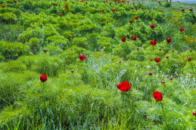 Paesaggio estivo, colline e prati con erba verde cosparsa di fiori di papavero rosso e denti di leone