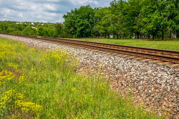 Paesaggio estivo con alberi ferroviari e fiori di campo