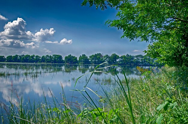 Paesaggio estivo con alberi lacustri e cielo azzurro con nuvole bianche