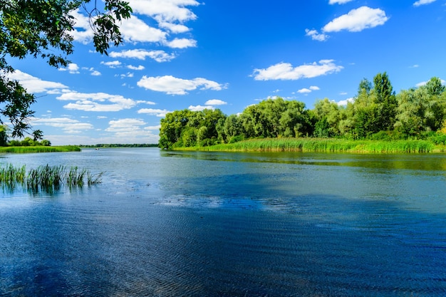 Paesaggio estivo con alberi verdi e fiume