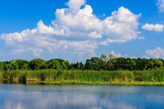 Paesaggio estivo con alberi verdi e fiume