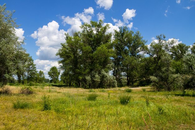 Paesaggio estivo con alberi verdi, prato e cielo blu