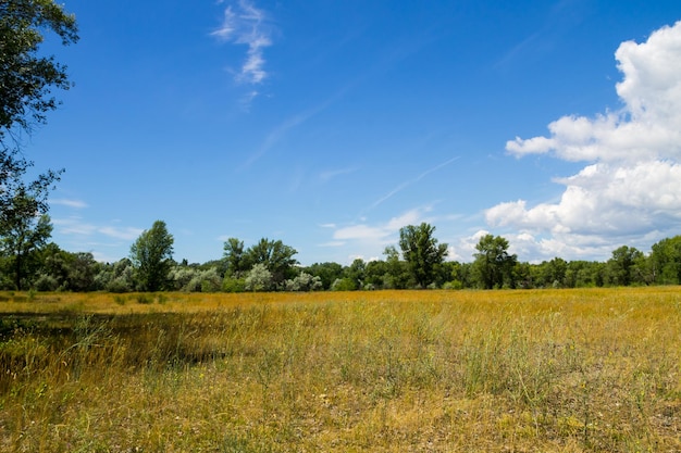 Paesaggio estivo con alberi verdi prato e cielo blu