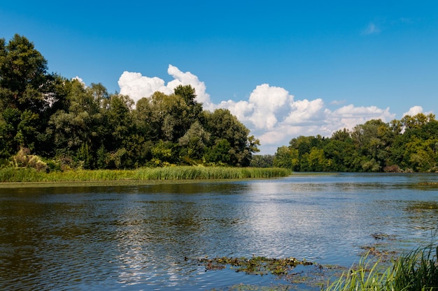 Paesaggio estivo con bellissimi alberi verde fiume e cielo blu