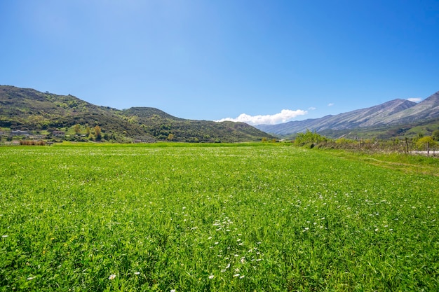 Paesaggio estivo con campi verdi