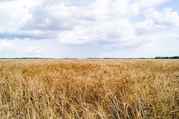 Paesaggio estivo con campo di grano e nuvole