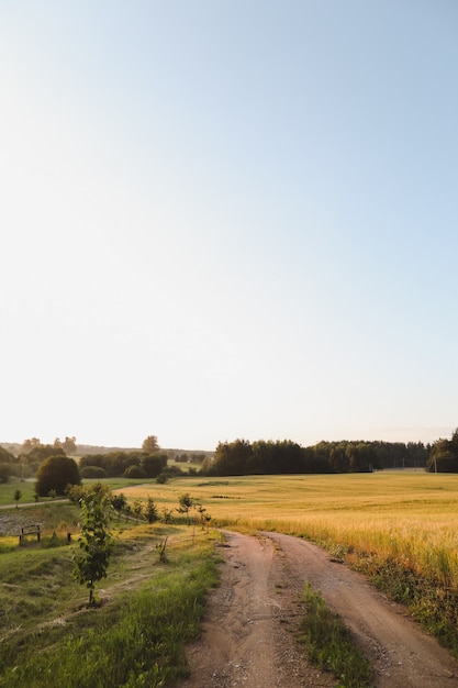 Paesaggio estivo con campo in crescita verde in campagna