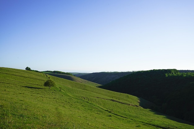 Paesaggio estivo con campo verde collinare e foresta in lontananza.