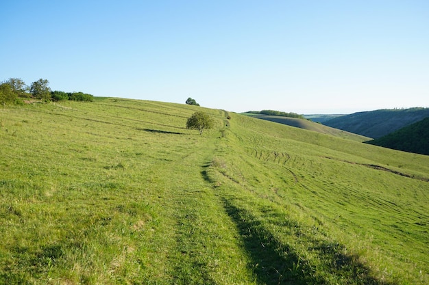 Paesaggio estivo con campo verde collinare e foresta in lontananza.