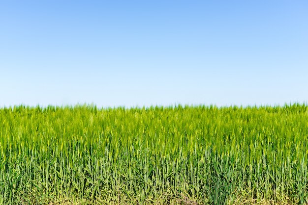 Paesaggio estivo con cielo ed erba verde.