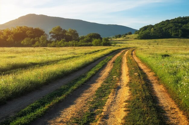 Paesaggio estivo con erba verde, fiori, strada e alberi