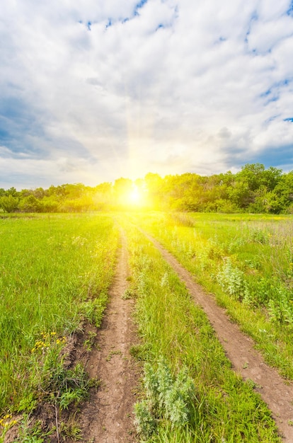 Paesaggio estivo con erba verde