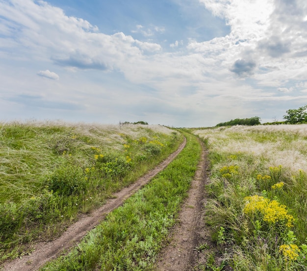 Paesaggio estivo con erba verde