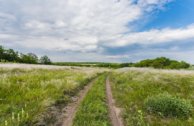 Paesaggio estivo con erba verde