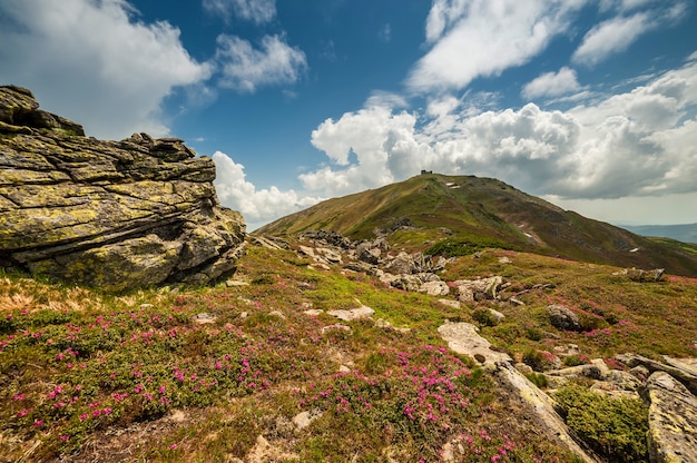 Paesaggio estivo con fiori che sbocciano in montagna