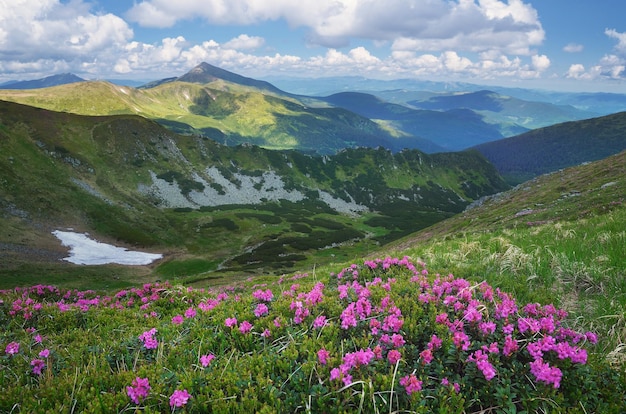 Paesaggio estivo con fiori di rododendro in montagna. Carpazi; Ucraina; Europa