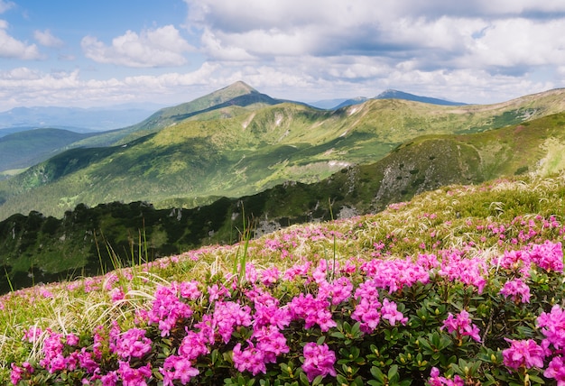 Paesaggio estivo con fiori rosa in montagna