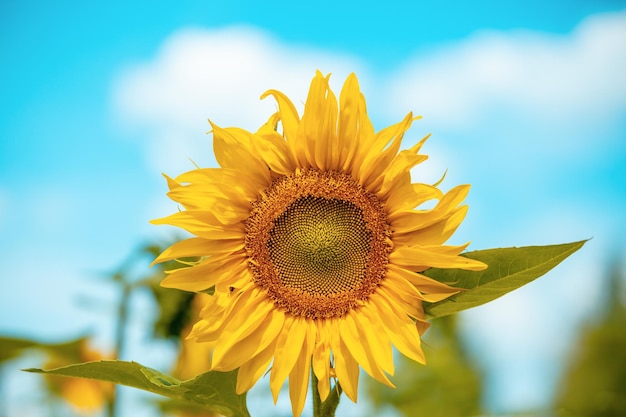 Paesaggio estivo con girasoli Bellissimo campo di girasoli