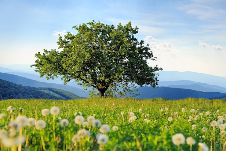 Foto paesaggio estivo con grande albero sullo sfondo della montagna