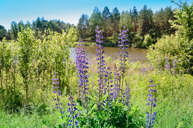 Paesaggio estivo con lago e fiori di lupino