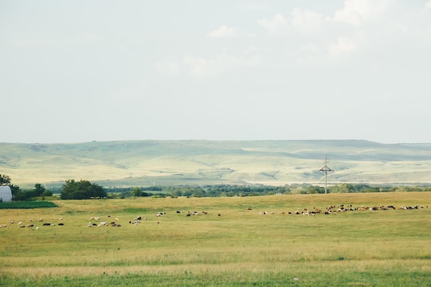 Paesaggio estivo con pecore al pascolo in un prato e colline