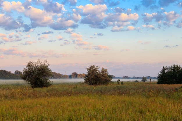 Paesaggio estivo con prati nebbiosi verdi e cielo Nebbia sui prati