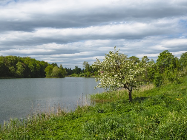 Paesaggio estivo con un albero in fiore solitario in riva al lago.