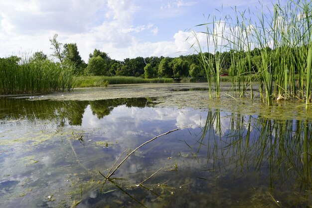 Paesaggio estivo con un piccolo lago nella foresta Il sole splendente si riflette nel lago