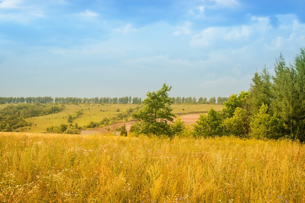 Paesaggio estivo con un vasto campo giallo