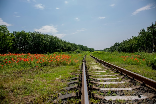 Paesaggio estivo con una ferrovia e papaveri rossi