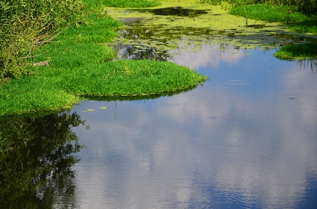 Paesaggio estivo con una grande palude punteggiata di lenticchia d&#39;acqua verde e vegetazione palustre