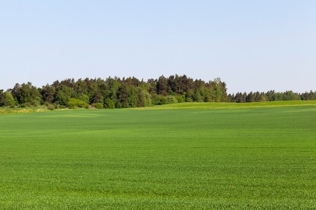 Paesaggio estivo con vegetazione verde e cielo azzurro, ai margini del campo