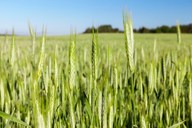 Paesaggio estivo del campo di grano agricolo con cereali, cielo blu