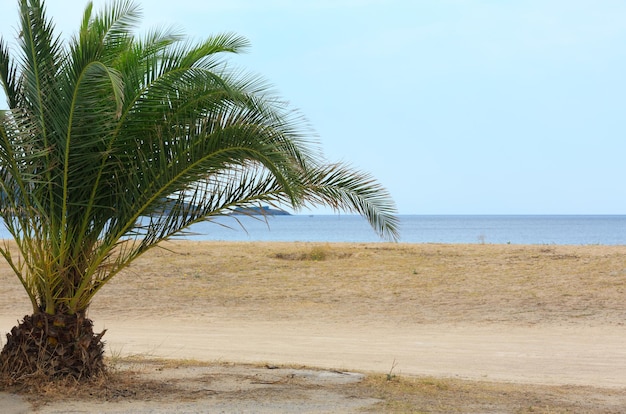 Paesaggio estivo della costa del mare con palme sulla spiaggia (Tristinika, Halkidiki, Sithonia, Grecia).