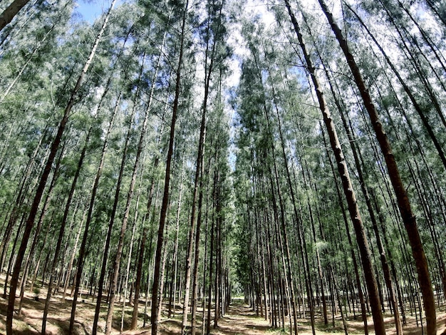 Paesaggio estivo della foresta di conifere per la decorazione foresta di abete rosso pineta pineta Pine Tree