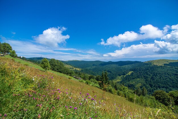 Paesaggio estivo della natura delle montagne Karpaty.