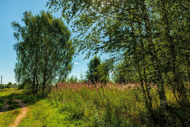 Paesaggio estivo della periferia del villaggio