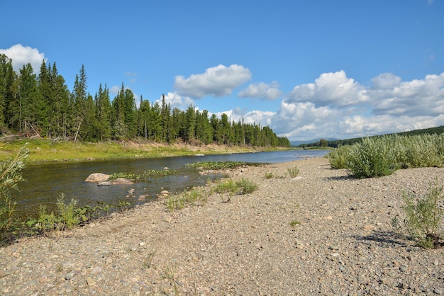 Paesaggio estivo della taiga del fiume