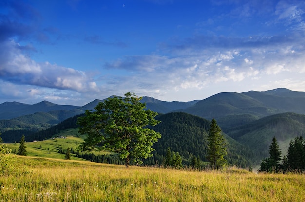 Paesaggio estivo delle montagne dei Carpazi con cielo blu e prato soleggiato